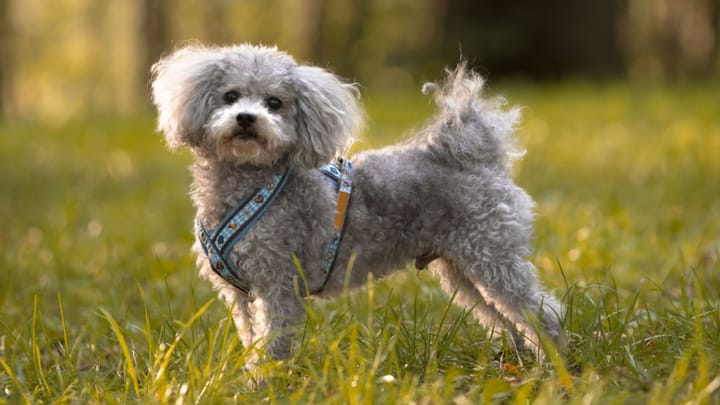 Photo : chien adulte de race Bichon russe