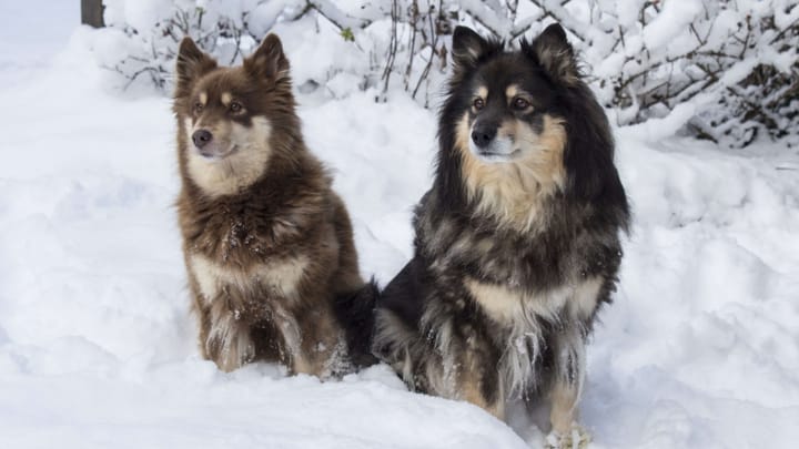 Zdjęcie: dorosły pies rasa Szwedzki lapphund