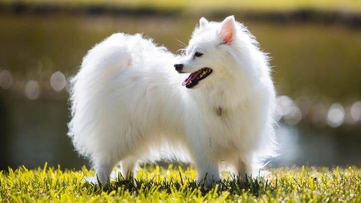 Photo : chien adulte de race Esquimau Américain