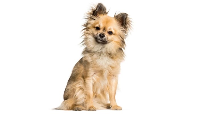 Foto: perro adulto raza Chi-Chi