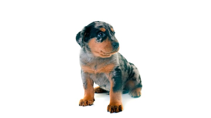 Photo : chien adulte de race Beauceron