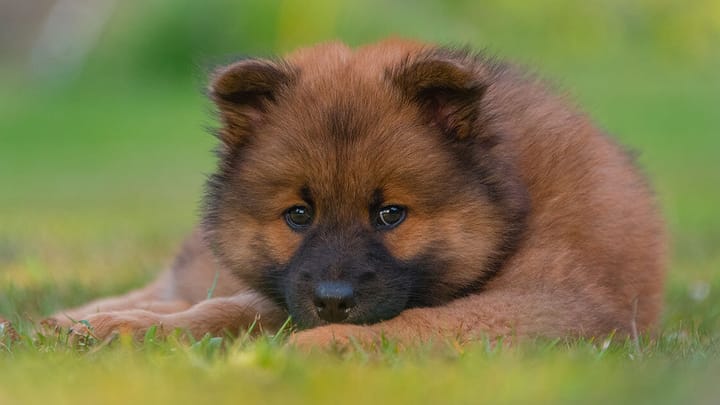 Foto: volwassen hond ras Eurasier