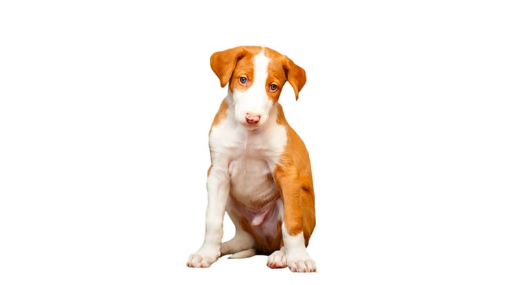 Foto: erwachsener Hund der Rasse Ibiza-Podenco