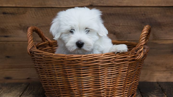 Zdjęcie: dorosły pies rasa Coton de Tulear