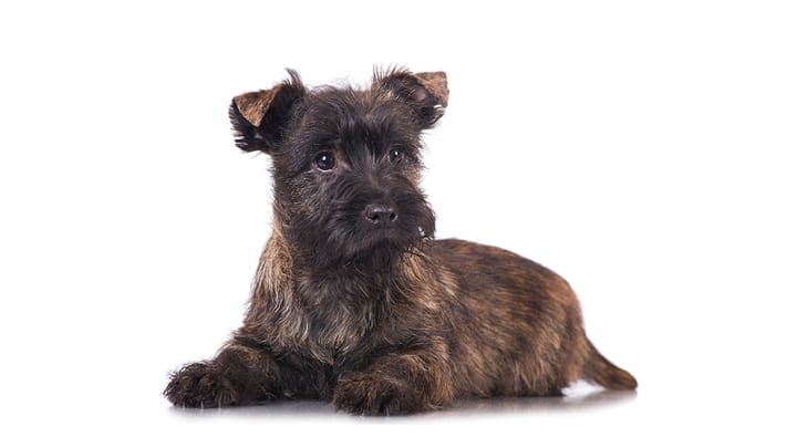 Foto: cane adulto di razza Cairn Terrier
