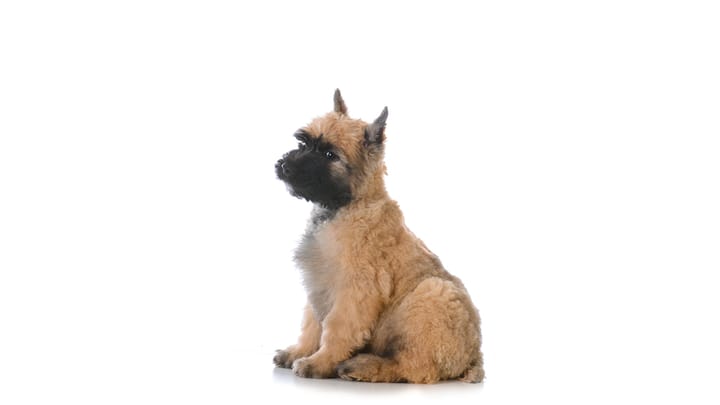 Zdjęcie: dorosły pies rasa Bouvier des Flandres