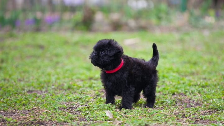 Foto: cane adulto di razza Affenpinscher