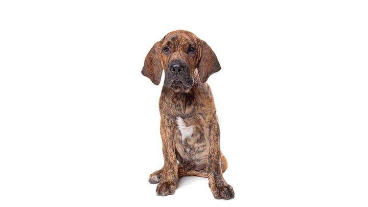 Foto: volwassen hond ras Fila Brasileiro
