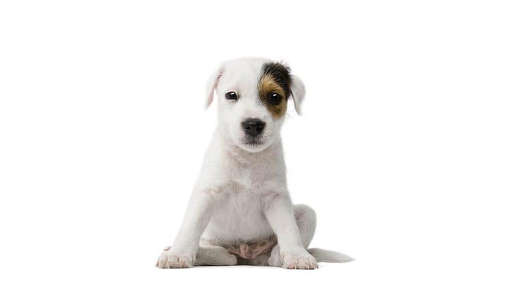 Foto: erwachsener Hund der Rasse Parson Russell Terrier