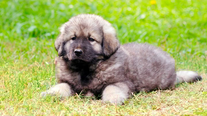 Photo : chien adulte de race Berger yougoslave