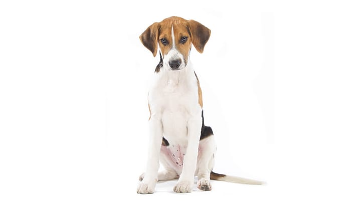 Foto: cane adulto di razza Harrier
