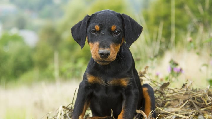 Photo : chien adulte de race Jagdterrier