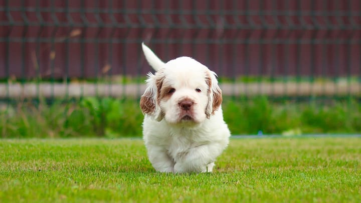 Photo : chien adulte de race Clumber Spaniel