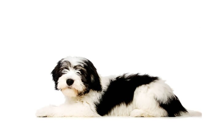 Photo : chien adulte de race Berger polonais de plaine