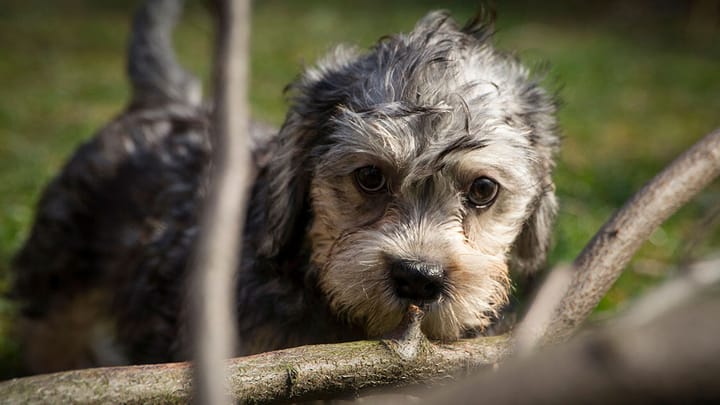 Photo : chien adulte de race Dandie Dinmont Terrier