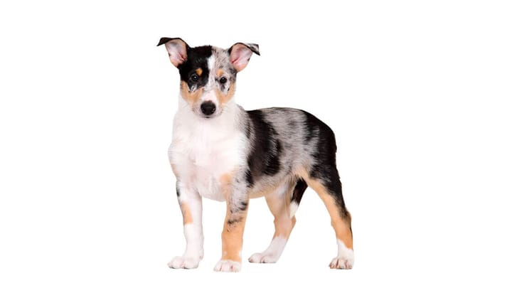 Foto: erwachsener Hund der Rasse Kurzhaarcollie