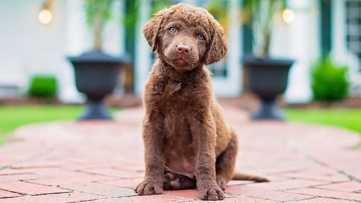 Foto: cane adulto di razza Chesapeake Bay Retriever