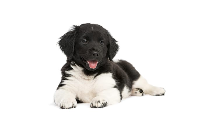 Foto: erwachsener Hund der Rasse Stabyhoun