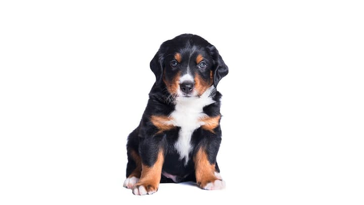 Foto: cane adulto di razza Bovaro dell'Appenzell
