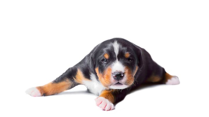 Foto: cane adulto di razza Bovaro dell'Entlebuch
