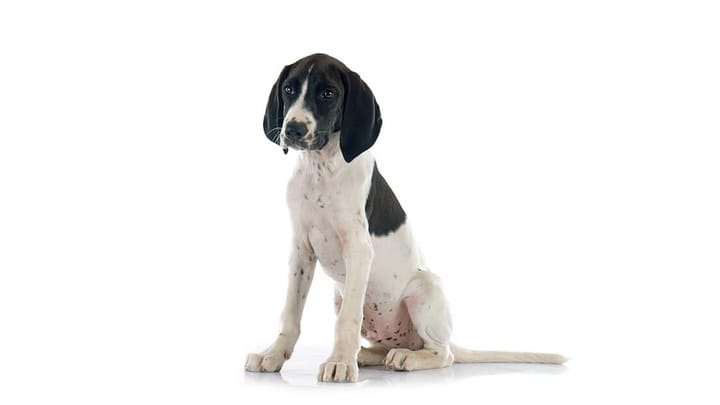 Foto: erwachsener Hund der Rasse Braque d'Auvergne