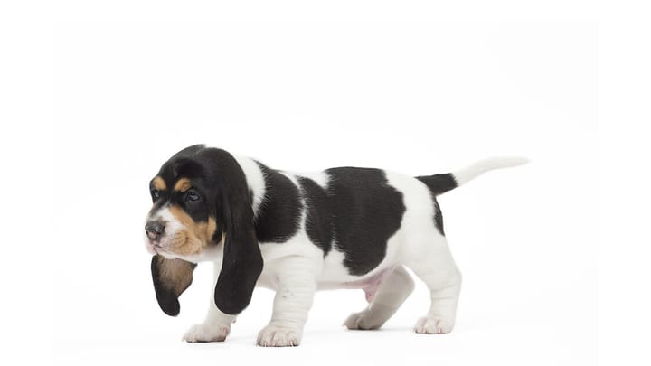 Foto: erwachsener Hund der Rasse Schweizer Niederlaufhund