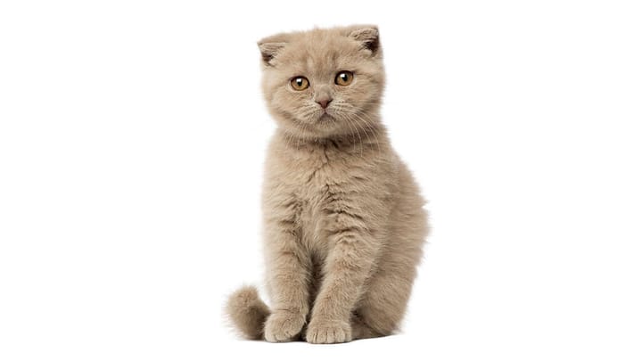Foto: erwachsene Katze der Rasse „Knickohr-Katze“: Scottish Fold