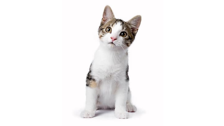Foto: erwachsene Katze der Rasse Europäisch Kurzhaar