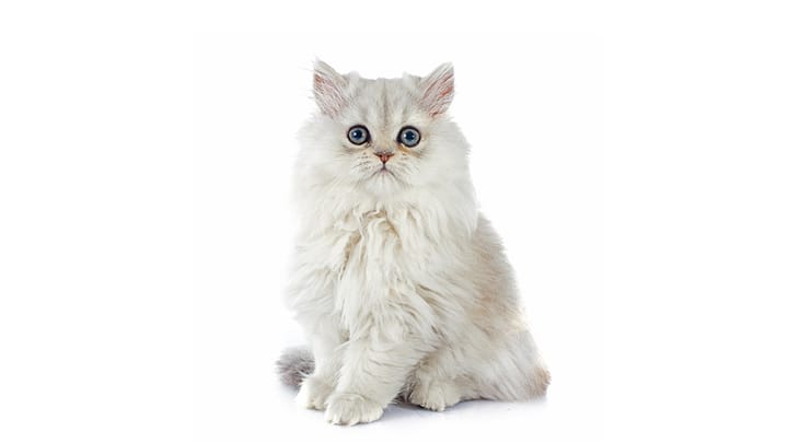 Foto: gatto adulto di razza Persiano Chinchillà