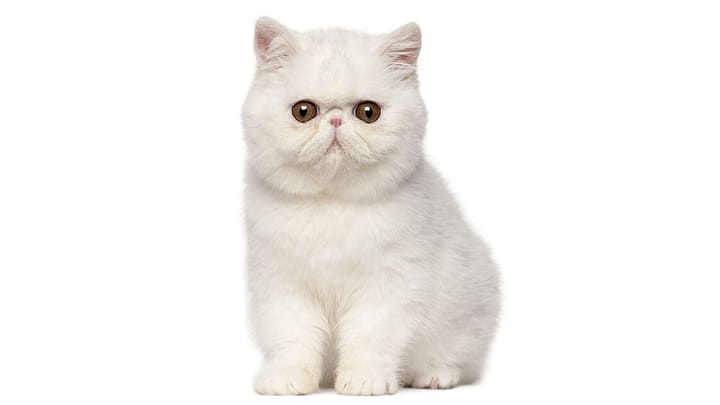 Foto: erwachsene Katze der Rasse Exotic Shorthair