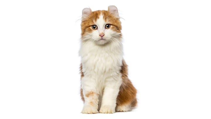 Photo : chat adulte de race American Curl