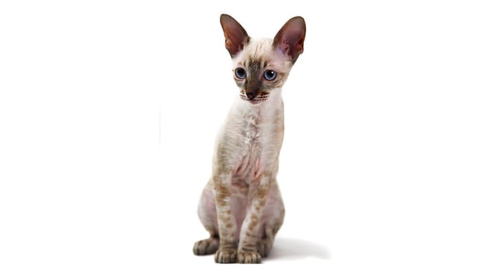 Foto: volwassen kat ras Cornish Rex