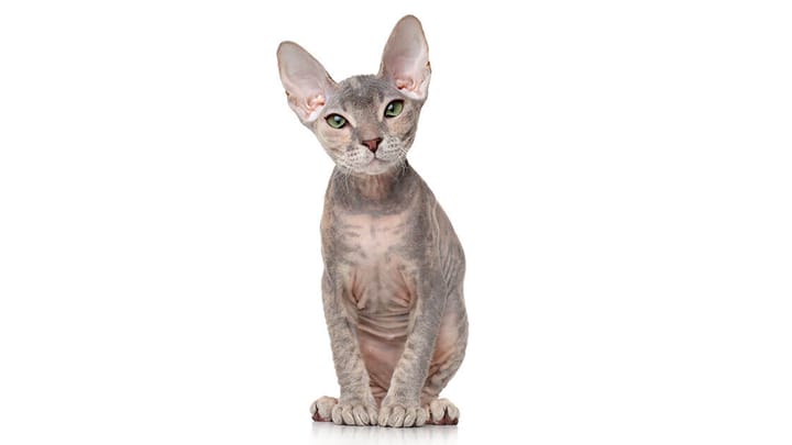 Foto: gatto adulto di razza Donskoy