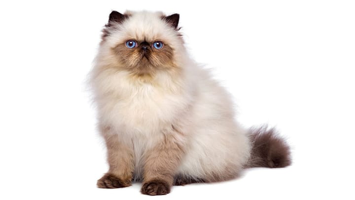 Foto: volwassen kat ras Himalayan