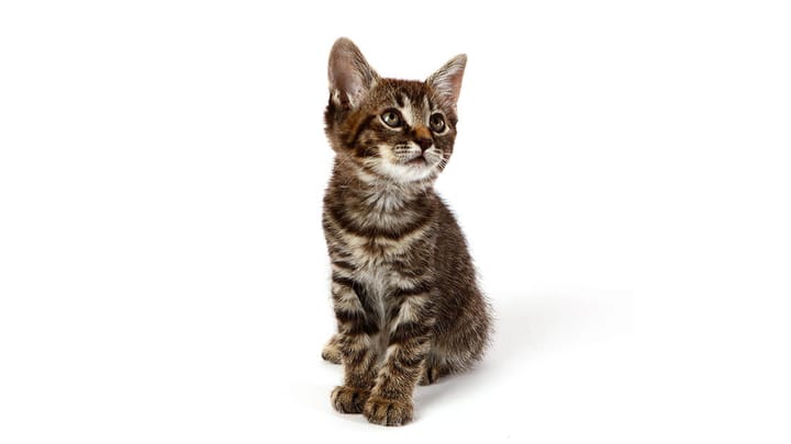 Foto: volwassen kat ras Manx