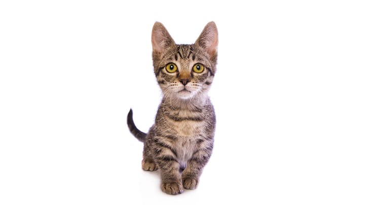 Photo : chat adulte de race Munchkin