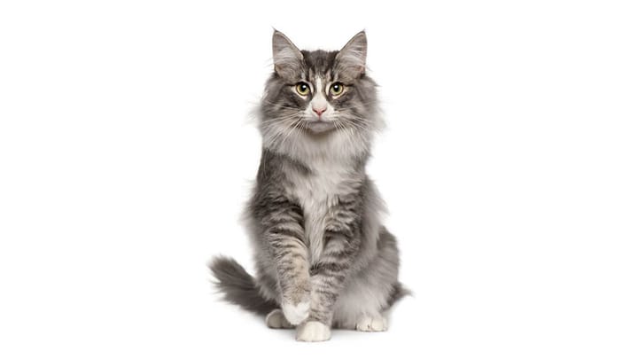 Foto: gatto adulto di razza Norvegese delle Foreste