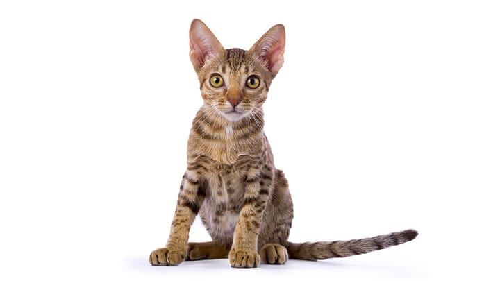 Foto: gatto adulto di razza Ocicat