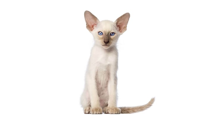 Foto: gatto adulto di razza Orientale