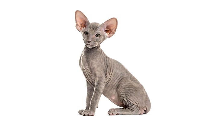 Photo : chat adulte de race Peterbald