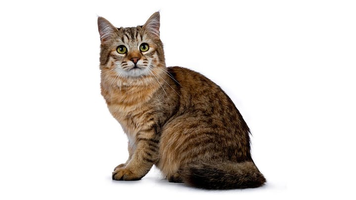 Photo : chat adulte de race Pixiebob
