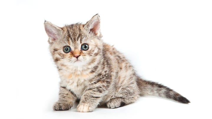 Foto: volwassen kat ras Selkirk Rex