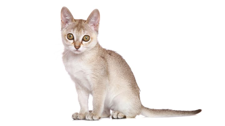 Foto: erwachsene Katze der Rasse Singapura