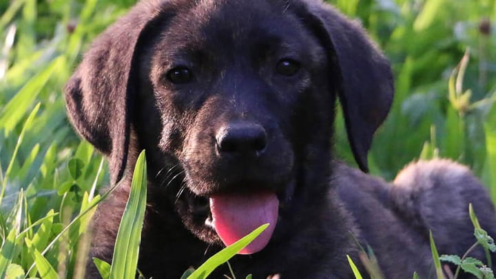 Foto: erwachsener Hund der Rasse Cão de Castro Laboreiro
