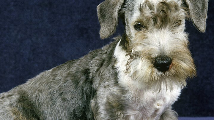 Foto: volwassen hond ras Cesky Terrier
