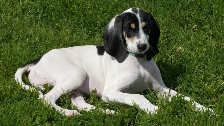 Photo : chien adulte de race Ariégeois