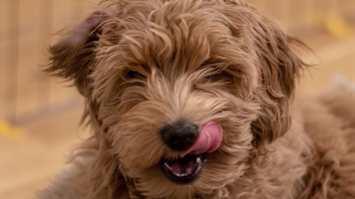 Photo : chien adulte de race Labradoodle