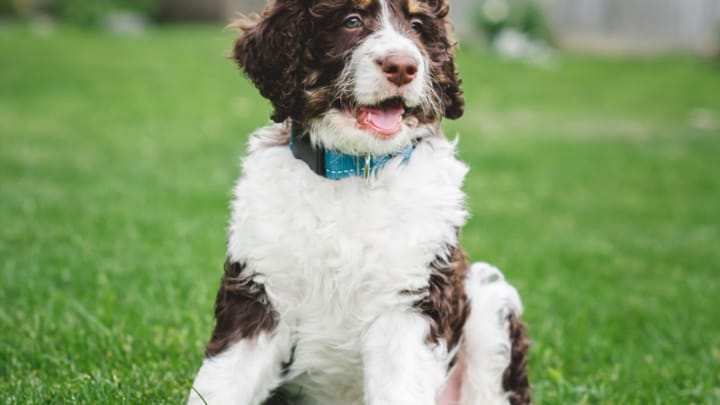 Photo : chien adulte de race Bernedoodle