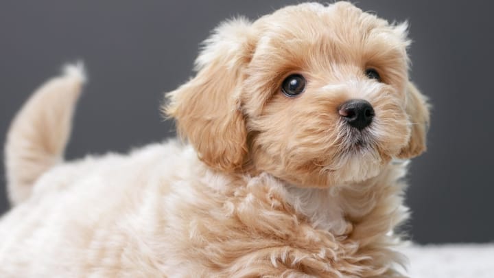 Foto: volwassen hond ras Maltipoo