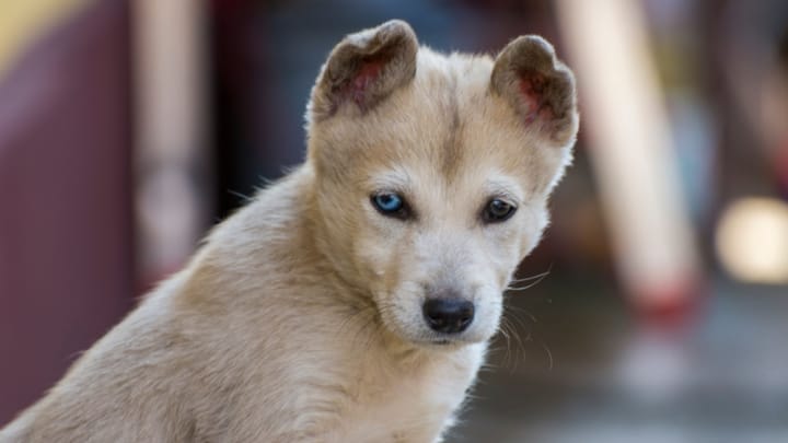 Photo : chien adulte de race Gerberian Shepsky